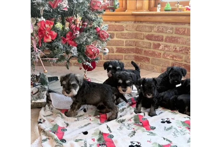 $300 : Playful Miniature Schnauzer Pu image 2