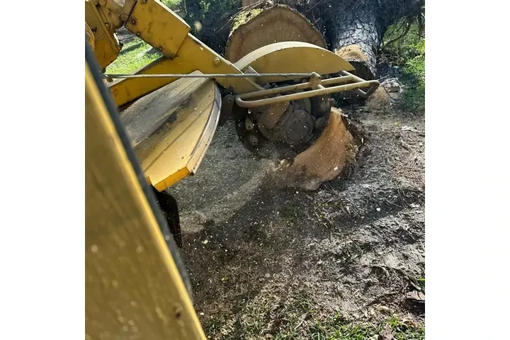 Expert Tree Care image 6