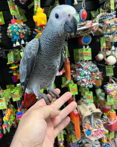 $1000 : ⭐️Gorgeous Baby African Grey⭐️ image 1