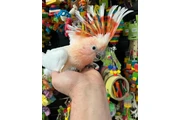 $586 : BACK space parrots thumbnail