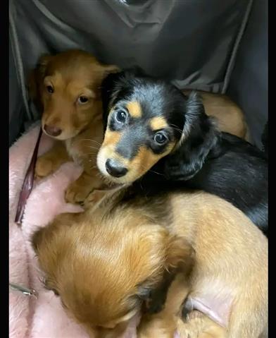 $600 : Adorable mini dachshund puppy image 3