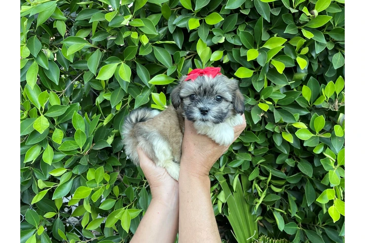$599 : Adorables MalShih puppies image 3
