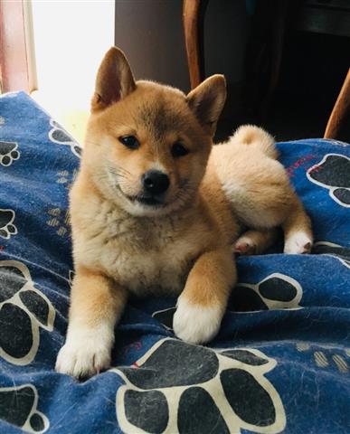 $400 : Akc Shiba Inu Puppies  Ado image 1