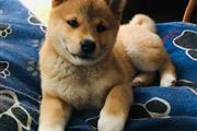 Akc Shiba Inu Puppies  Ado en Fort Worth