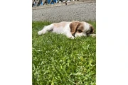 $270 : CAVALIER KING CHARLES thumbnail