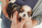 Cachorros Shihtzu en venta en Arlington VA