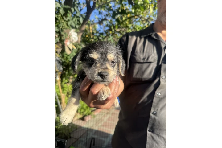 $250 : Cute puppies for sale …. image 1