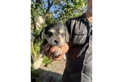 Cute puppies for sale …. en Los Angeles