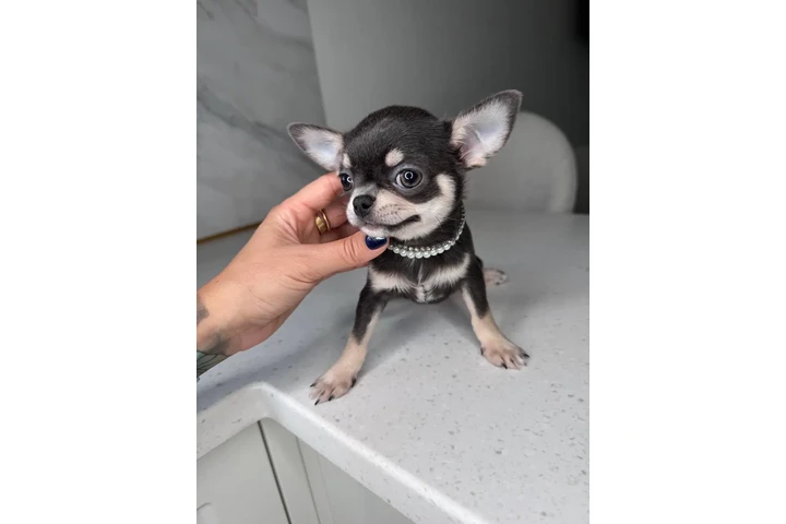 $300 : Teacup Chihuahua puppies image 1
