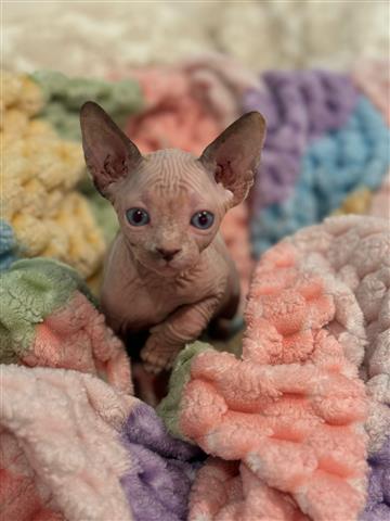 $2500 : Sphynx Cat image 4