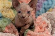 $2500 : Sphynx Cat thumbnail