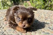 $700 : Puppies 🐶 yorkies Pom thumbnail