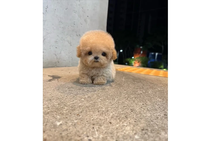 $350 : caniche de peluche cremoso image 1