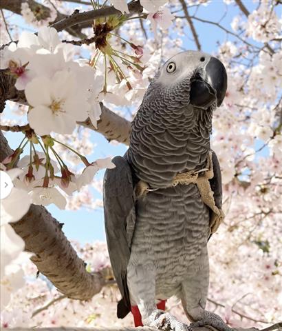 $400 : Macaws parrots  🐦 image 5