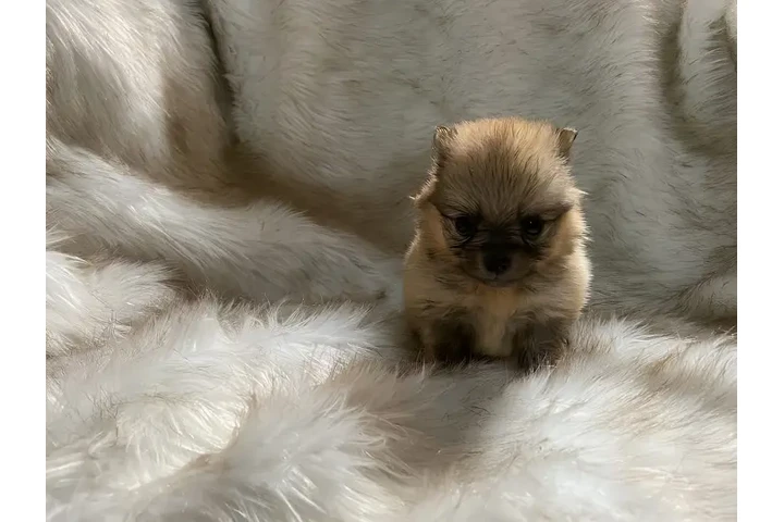 $1600000 : Pomerania Hermosos y Puros image 1