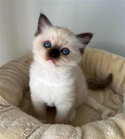 $220 : Gatitas Ragdoll hembras image 2