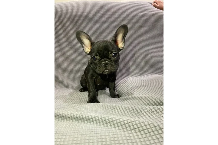 $700 : French bulldog puppy image 3