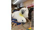 Lil wanye parrots en Elizabeth