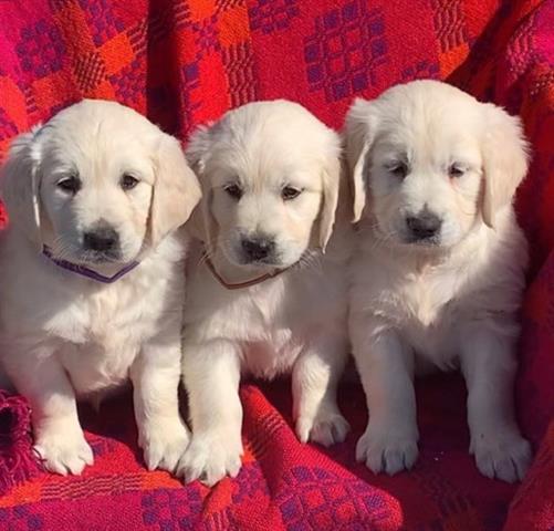 $420 : Golden Retriever Puppies Avail image 1