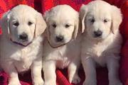 Golden Retriever Puppies Avail