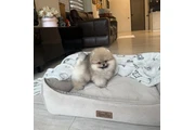 Pomerania taza de té en Wilmington