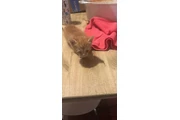 $10 : Gatitos thumbnail
