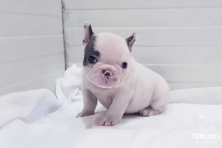 $210 : French Bulldog image 1