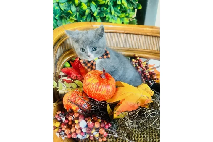 $150 : Gatitos persa mix image 2