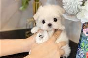 $350 : Cachorros Maltipoo a la venta thumbnail