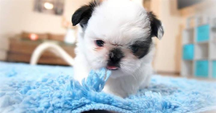 $350 : SHIHTZU image 1