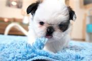 SHIHTZU