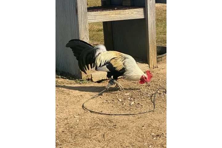 $200 : Chicken roster image 7