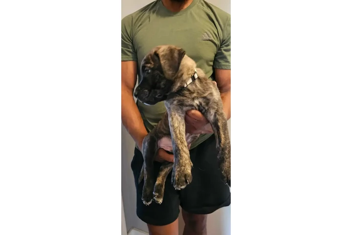 $2800 : Cane Corso & American Bulldog image 3