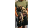 $2800 : Cane Corso & American Bulldog thumbnail