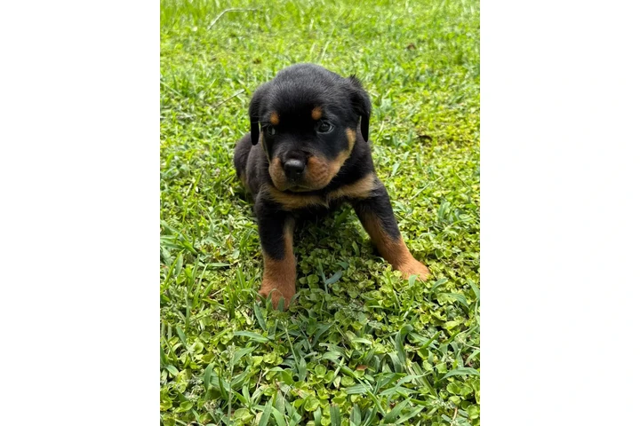 $350 : Cachorros Rottweiler en venta image 4