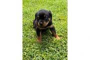 $350 : Cachorros Rottweiler en venta thumbnail