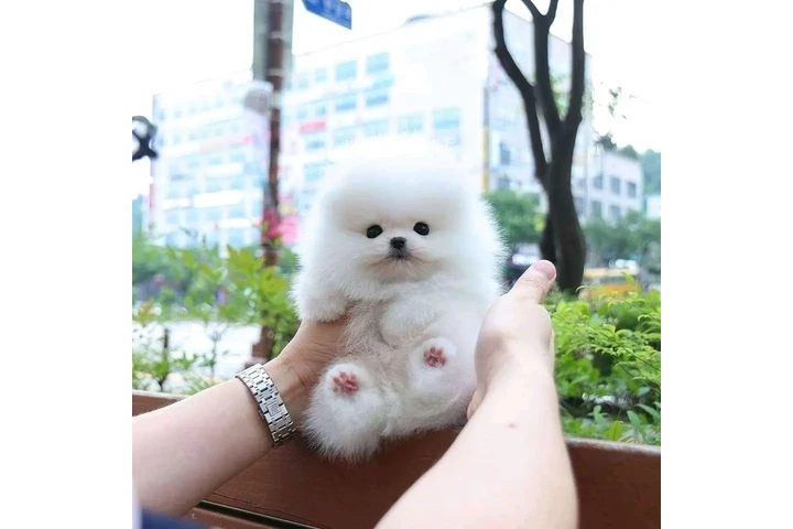 $300 : Pomeranian and French bulldog image 4