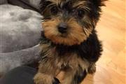 Cachorros yorkie en adopcion en Arlington VA