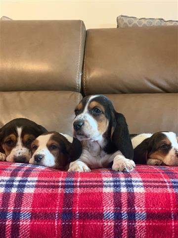 $350 : Cachorros basset hound en adop image 1