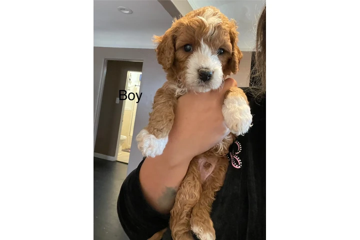 $1800 : Mini Goldendoodle F1b image 9
