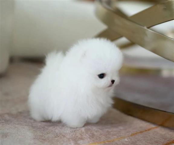 $300 : Pomeranian teacup puppy image 2