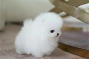 $300 : Pomeranian teacup puppy thumbnail