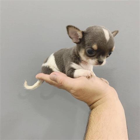 $250 : Chihuahua puppies teacup image 5