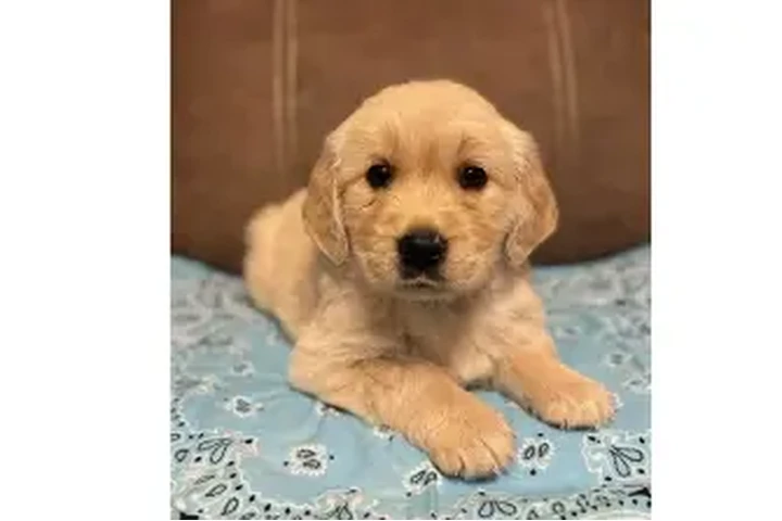 $1000 : Golden retriever's image 1