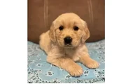 Golden retriever's en Los Angeles