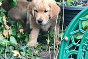 $500 : Golden Retriever Puppy for sal thumbnail
