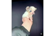 $350 : chihuahua en venta thumbnail