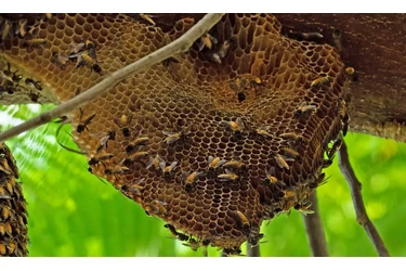 CONTROL DE ABEJAS, BEE REMOVAL en Riverside