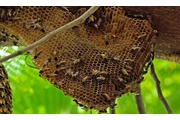 CONTROL DE ABEJAS, BEE REMOVAL en Riverside