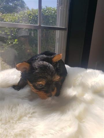 $250 : Teacup Yorkie Puppies image 3